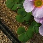 Oxalis purpurea Frunză