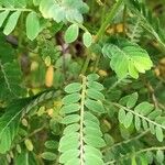 Phyllanthus urinaria Folha