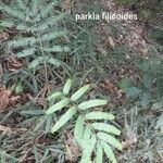 Parkia filicoidea Leaf