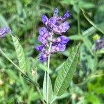 Vicia americana 花