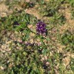 Medicago sativaFlower