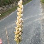 Triticum aestivumFlower