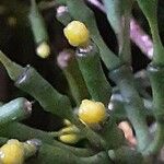 Hatiora salicornioides Blüte