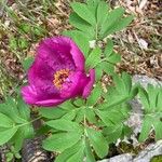 Paeonia masculaKvět