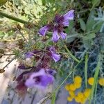 Salvia canariensis Blüte