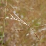 Nassella pulchra Fruit