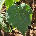 Abutilon grandiflorum Folla