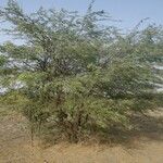 Prosopis africana Liść