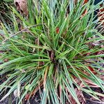 Carex morrowii Pokrój