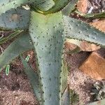 Aloe ferox Folha