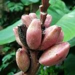 Musa velutina Fruto