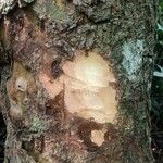 Garcinia epunctata Φλοιός