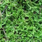 Selaginella helvetica ഇല