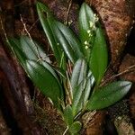 Stelis argentata Іншае