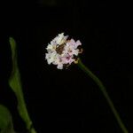 Phyla lanceolata Kwiat