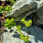 Alchemilla fissa Квітка