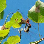 Populus tremula পাতা