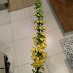 Berberis japonica Blüte