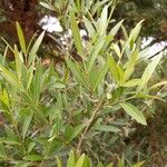 Phillyrea angustifolia List