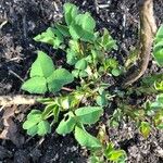 Medicago coronata Leaf