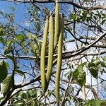 Tabebuia rosea Fruit