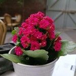 Kalanchoe blossfeldianaFlower