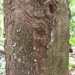 Conceveiba guianensis Кора