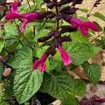 Salvia involucrataപുഷ്പം