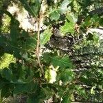 Quercus cerrisYaprak
