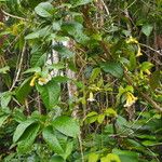 Anemopaegma paraense Flor