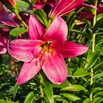 Lilium bulbiferumFlower