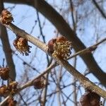 Ulmus davidiana Flower