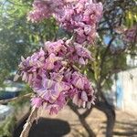 Gliricidia sepium Flower