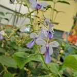 Rotheca myricoides Flower