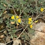 Hippocrepis scorpioides Folha