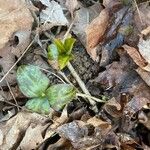 Trillium sessile Levél