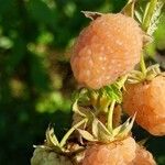 Rubus idaeus Fruit