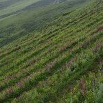 Pedicularis gracilis Diğer