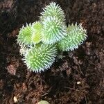 Delosperma echinatum Leaf