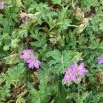 Erodium moschatum برگ