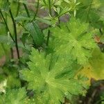 Geranium erianthum Blad