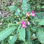 Impatiens glanduliferaFulla