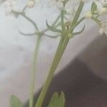 Asperula hirta Květ
