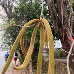 Handroanthus chrysotrichus Fruchs