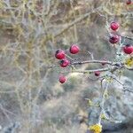 Crataegus laciniata Vaisius