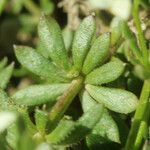 Galium pseudohelveticum Leaf