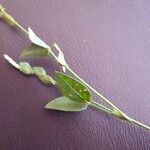 Zornia latifolia Folla