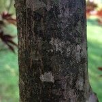 Acer palmatum Bark