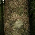 Lacmellea aculeata Kabuk