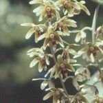 Dendrobium munificum Flor
